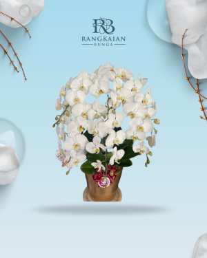 Pure Elegance – 001
