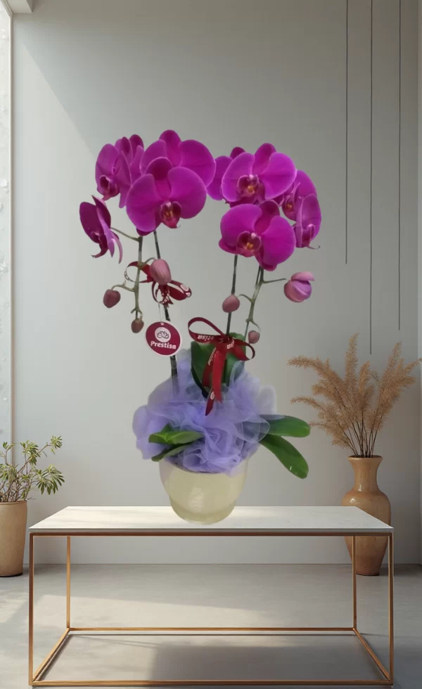 Bunga Anggrek Pot Premium Elegan 2