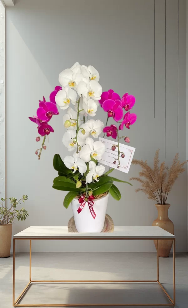 Bunga Anggrek Pot Premium Elegan 4