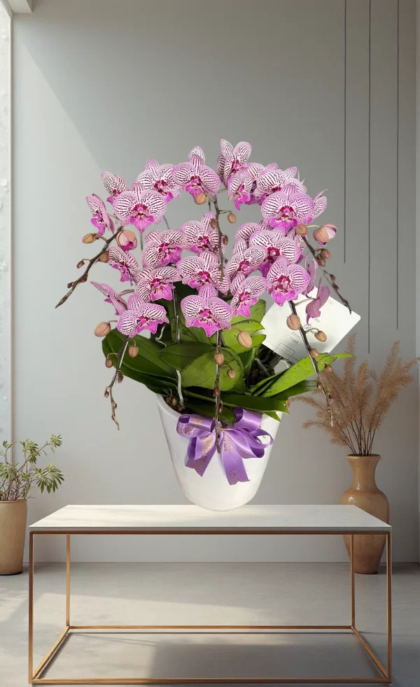 Bunga Anggrek Pot Premium Elegan 6