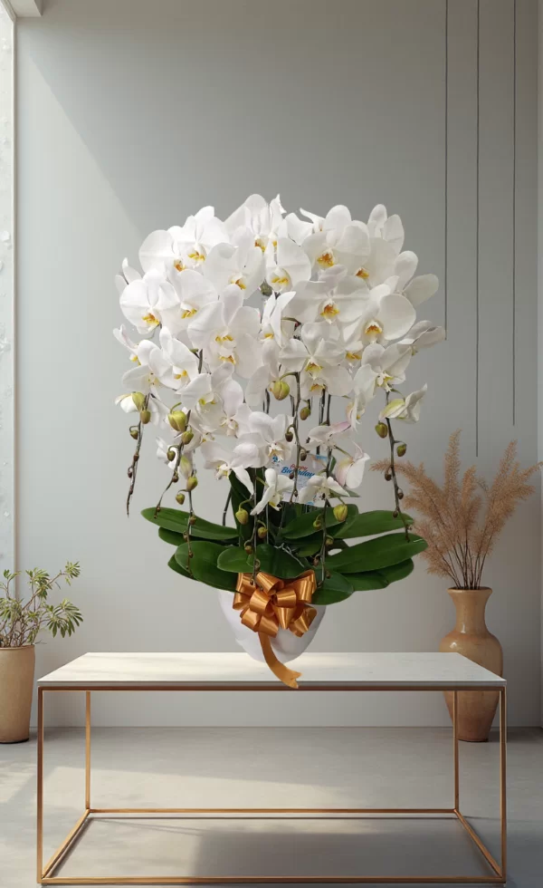 Bunga Anggrek Pot Premium Elegan 7