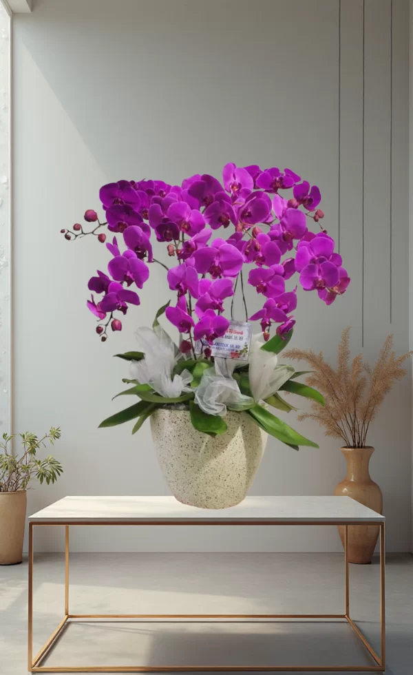 Bunga Anggrek Pot Premium Elegan 8