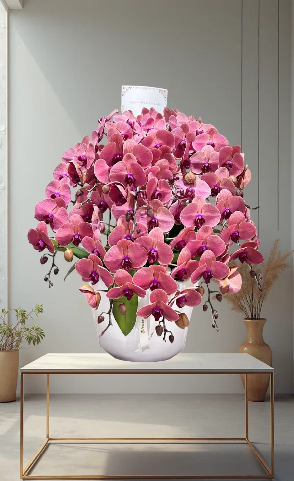 Bunga Anggrek Pot Premium Elegan 9