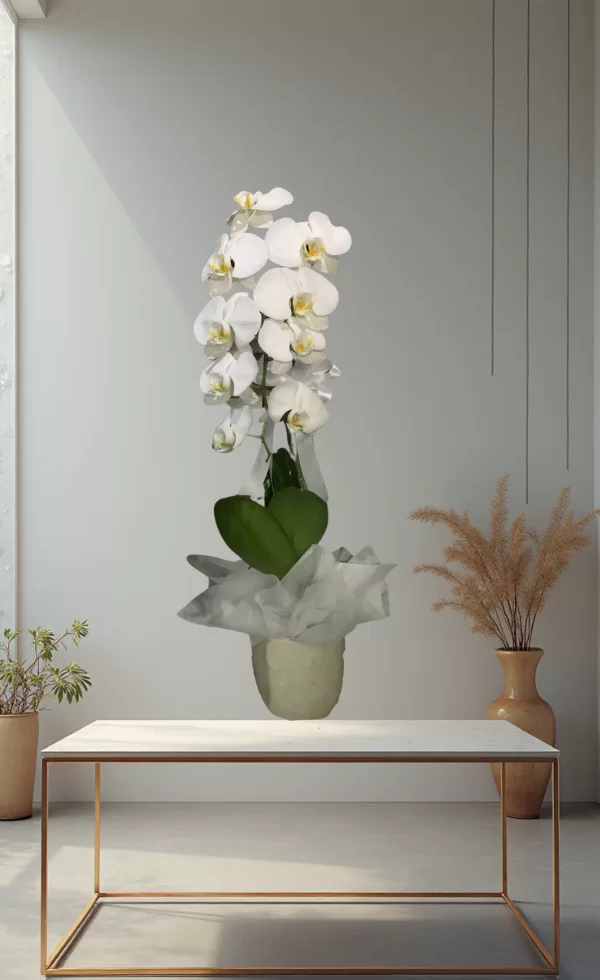 Bunga Anggrek Pot Premium Elegan 1